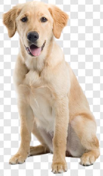 Dog PNG Png Background New Transparent Background Free Download - PNGImages