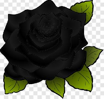 Black Rose Png sẽ đem lại cho bạn sự mới lạ và độc đáo cho thiết kế của bạn. Dải màu đen lạnh lùng sẽ thêm vào sự huyền bí cho các tác phẩm của bạn!