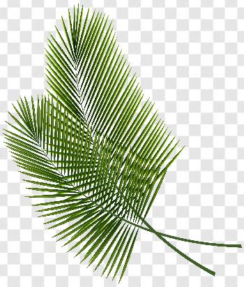 Tropical Leaves Png Full Hd Transparent Background Free Download - PNG ...