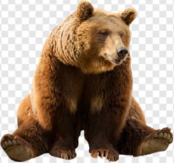 bear PNG transparent image download, size: 620x752px