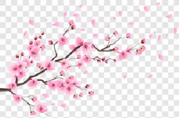 Facts About Cherry Blossoms You Should Know