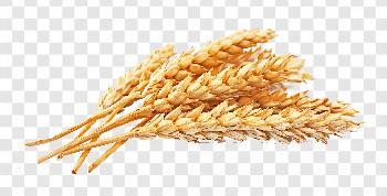 Wheat Clipart Transparent Background Free Download - PNG Images
