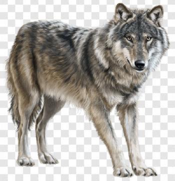 Wolf No Backround Images Transparent Background Free Download - PNG Images