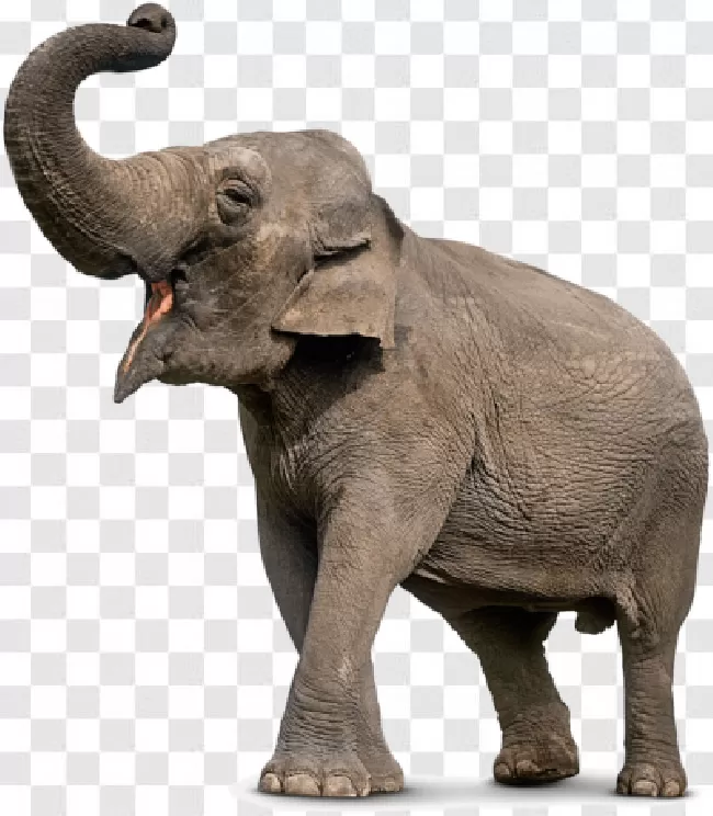 Animal, Wild Animal, Animal Wildlife, Zoo, Elephant