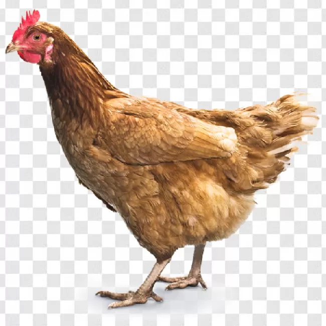 Chicken Png Photo Editing Transparent Background Free Download - PNGImages