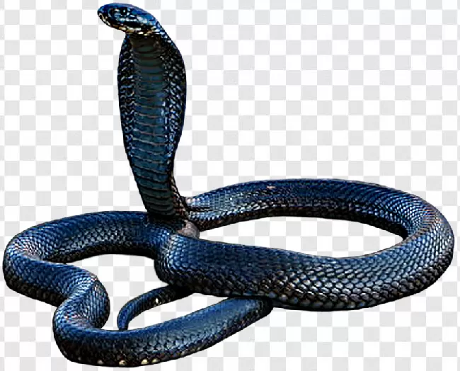 Dangerous, Venom, Serpent, Horizontal, Cobra, Creature, Wildlife, Reptile, Snake, Isolated, Poison, Danger, Scale, Nature, Venomous, Black, Viper, Wild, Background, No People, Bite, Hood, Deadly, Animal, Poisonous