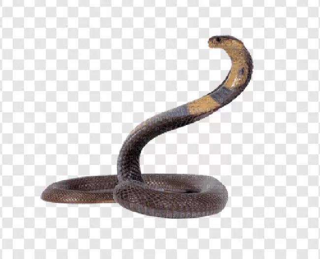 Animal, Isolated, Snake, Dangerous, Scale, Danger, Creature, Background, Reptile, Bite, Deadly, Poison, Horizontal, Viper, Poisonous, Black, No People, Wildlife, Cobra, Venom, Serpent, Hood, Venomous, Wild, Nature