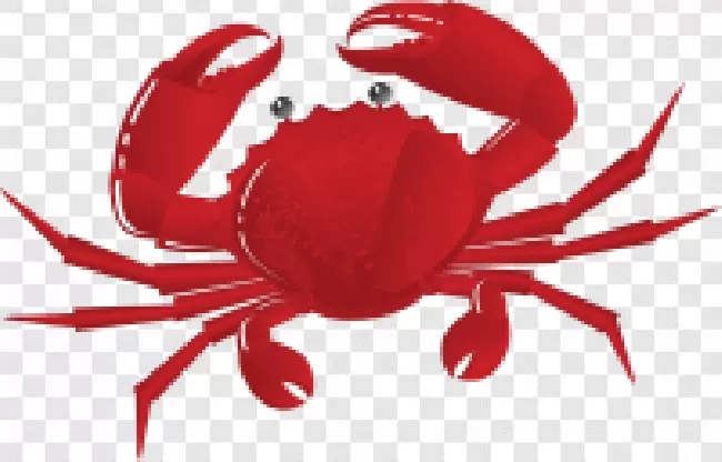 Food, Water, Seafood, Fresh, Ocean, Sea, Animal, Fish, Vector, Beach, White, Wildlife, Crab, Boiled, Aquatic, Background, Isolated, Red, Illustration, Shellfish, Claw, Shell, Marine, Crustacean, Nature