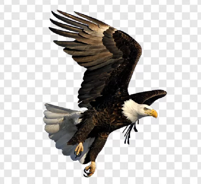 Eagle Png Images Free Transparent Background Free Download - PNGImages