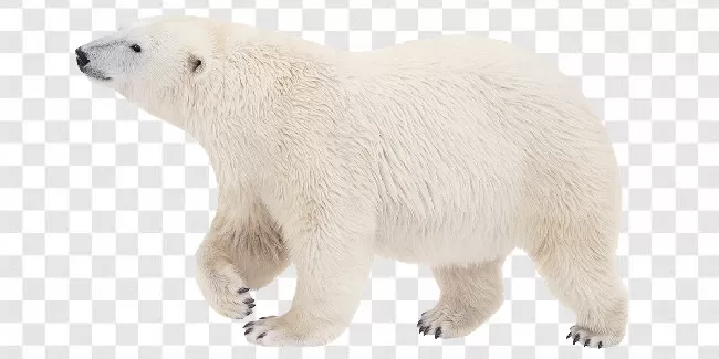 Fur, Polar, Animal, Wildlife, Water, Bear, Predator, Nature, Horizontal, White, Outdoors, Mammal, Cold, Carnivore, Arctic, Polar Bear, Cute, Snow, North, Big, Blue, Winter, Ice, Endangered, Wild