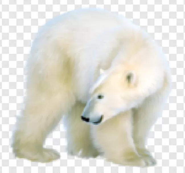 Arctic, Fur, Water, Carnivore, Blue, White, Outdoors, Cute, Endangered, Animal, Predator, Wildlife, Big, Winter, North, Horizontal, Bear, Nature, Ice, Snow, Polar, Cold, Wild, Mammal, Polar Bear