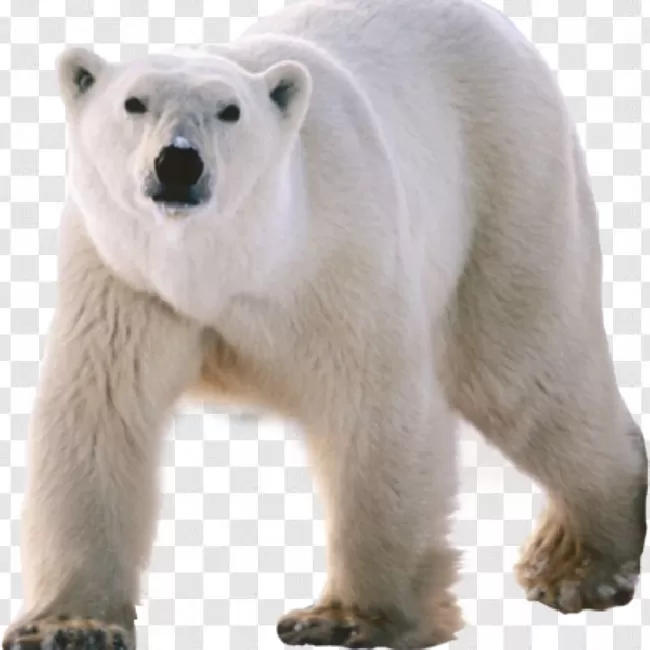 Outdoors, Cold, Predator, North, Blue, Water, Horizontal, Mammal, Polar, Endangered, Arctic, Polar Bear, Carnivore, Animal, Nature, Big, Wildlife, Bear, Winter, Ice, Cute, White, Fur, Wild, Snow