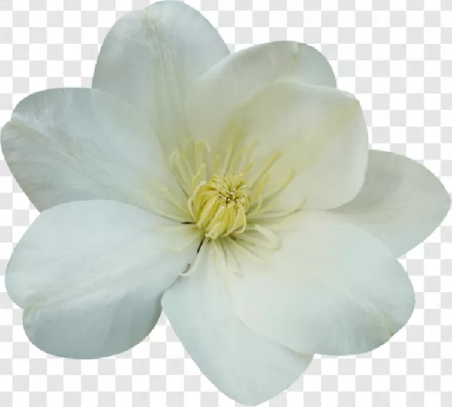 Plant, Decoration, Wedding, Closeup, Isolated, Blossom, Summer, Natural, Beauty, Petal, Bloom, Nature, Flora, Beautiful, Garden, Background, Fresh, Spring, Floral, Leaf, Design, White, Green, Flower, Bouquet