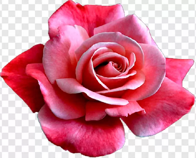 Flower PNG, Beauty PNG, Rose PNG, Beautiful PNG, Nature PNG, Png PNG, Love PNG, Romantic PNG, Wedding PNG, White PNG, Romance PNG, Celebration PNG, Leaf PNG, Gift PNG, Red PNG, Color PNG, Natural PNG, Congratulation PNG, Illustration PNG, Vector, 