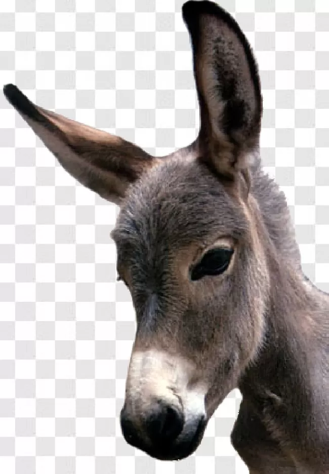 Donkey, Isolated, Animal, Drawing, Farm, 