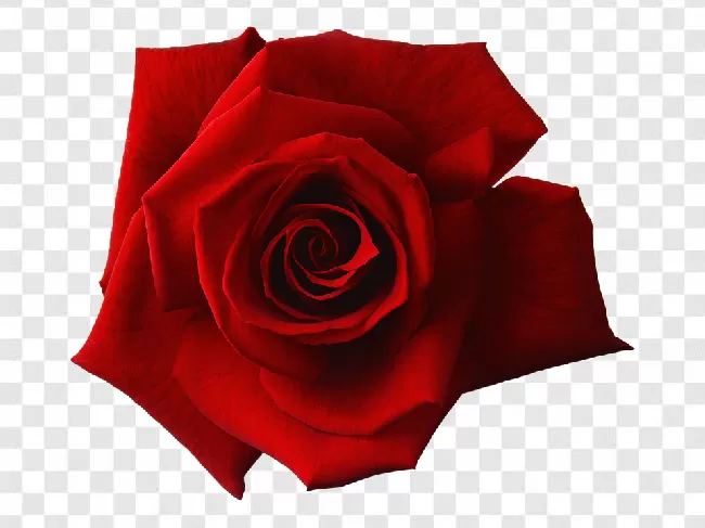 Beautiful, Romance, Rose, Flora, Arrangement, Roses, Nature, Single, Flower, Flowers, Celebration, Red Rose With Stem, Romantic, Red, Valentine, Love, Beautifull, Leaf
