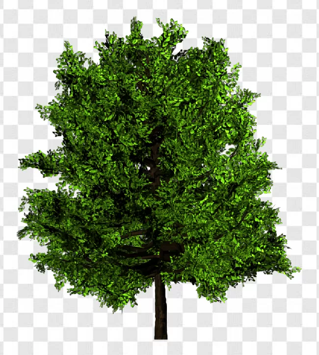 Apple Tree, Garden, Logos, Branch, Green, Tree, Plant, Branch - Plant Part, Fir Tree, Forest, Nature, Growth, Leaf, Evergreen