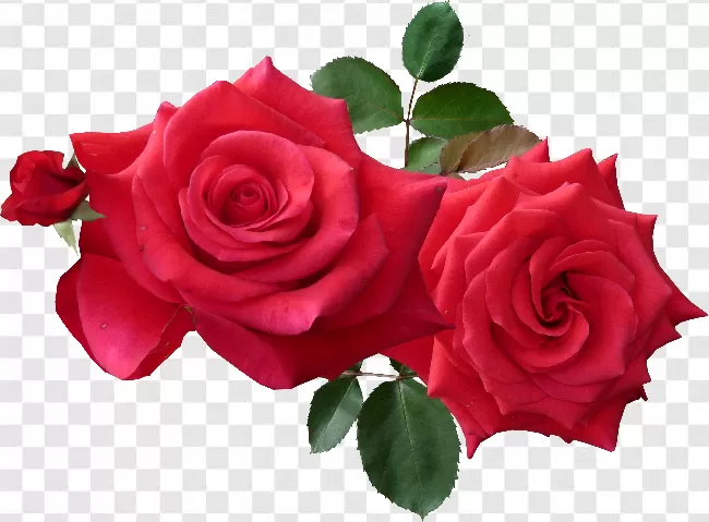 Flower, Beautifull, Romance, Valentine, Leaf, Red, Roses, Celebration, Beautiful, Arrangement, Red Rose With Stem, Romantic, Nature, Flowers, Rose, Love, Single, Flora