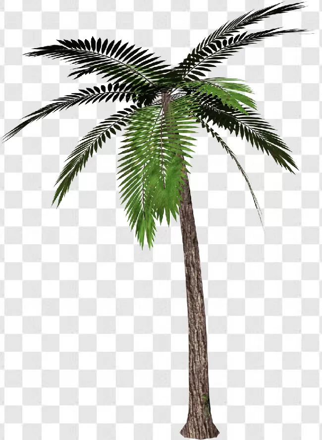Tree, Palm, Plant, Green, Forest, Wood, Leaf, Coconut, Garden, Natural, Beach, Illustration, Palm Tree, Trunk, Date, 