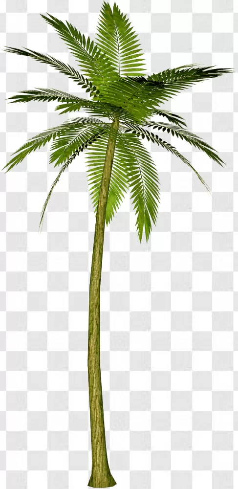 Tree PNG, Palm PNG, Plant PNG, Green PNG, Forest PNG, Branch PNG, Wood PNG, Nature PNG, Leaf PNG, Coconut PNG, Garden PNG, 3d PNG, Natural PNG, Beach PNG, Jungle PNG, Woods PNG, Palm Tree PNG, 