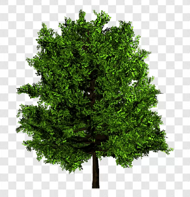 Wood, Branch - Plant Part, Green, Growth, Plant, Nature, Logos, Fir Tree, Forest, Garden, Grass, Leaf, Evergreen, Tree, Tree Branch, Isolated, Apple Tree, Branch