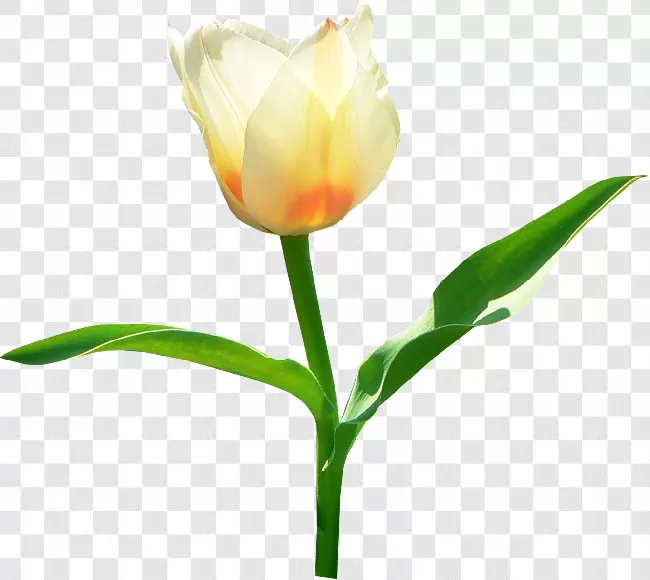 Natural, Nature, Tulip, Plant, Green, Flower, Leaf, Gift, Beauty, Garden, Colorful, Love, Romantic, Beautiful, Pink, Yellow, Red, 