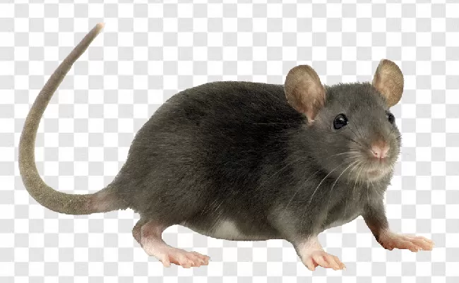 Rat, Animal, Animal Themes, Rabbit, Pet