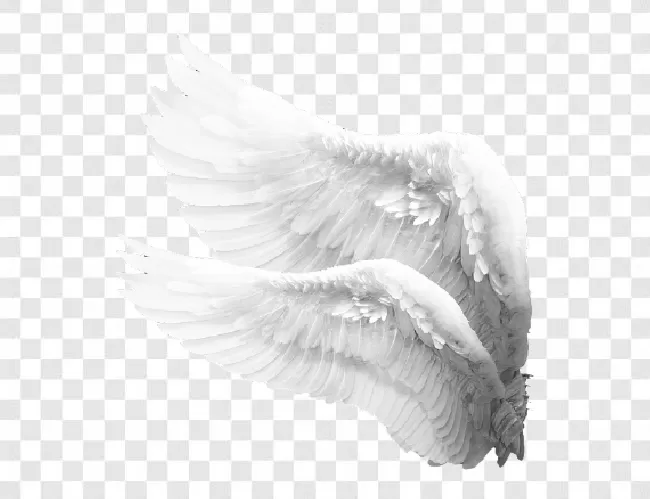 Angel, Wings, Animal Wing, Angel Wing, Art, Wing, 