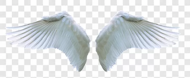 Angel Wings Png Background Images Hd Download Transparent Background Free  Download - PNGImages