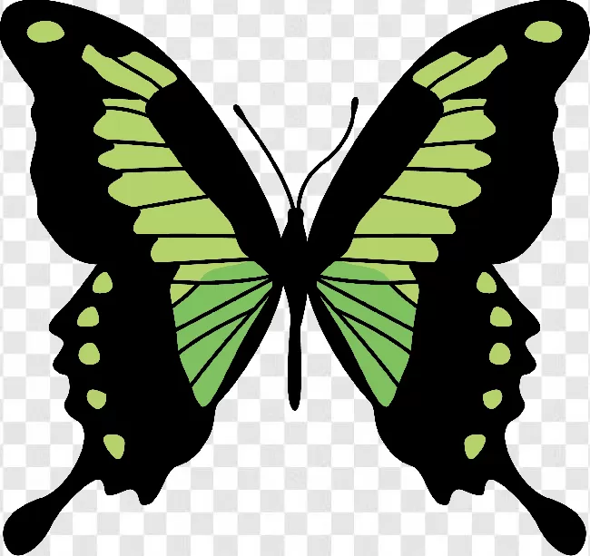 Butterflies Flying, Flower, Free Png, Nature, Flowers, Animal Wing, Butterfly Vector, Butterfly - Insect, Beautiful, Animal, Fly, Flying, Butterfly, Animal Silhouette, Beauty, Animals, Butterflies, Wings, Colorful