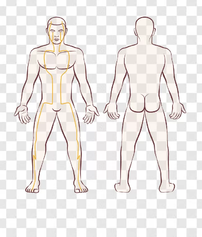 Sketch Human Body Front Back View Stock Vector (Royalty Free) 1338582227 |  Shutterstock