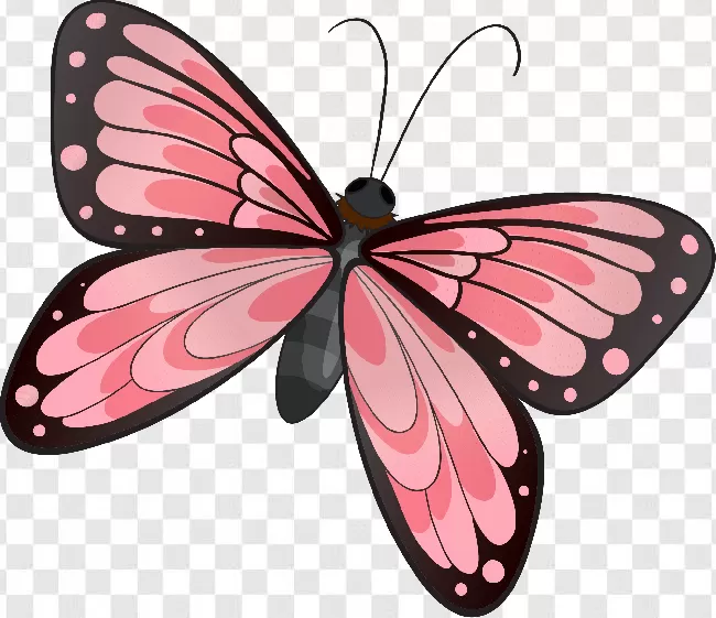 Colorful, Butterflies, Free Png, Animals, Butterfly, Beauty, Animal Silhouette, Flower, Animal Wing, Wings, Animal, Butterfly Vector, Beautiful, Flying, Butterflies Flying, Fly, Butterfly - Insect, Flowers, Nature