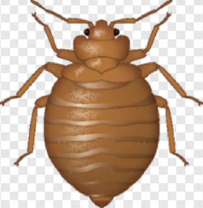 Bed Bugs, Bug, Animals, Animal, Bedbug, Bed Bug, Bed