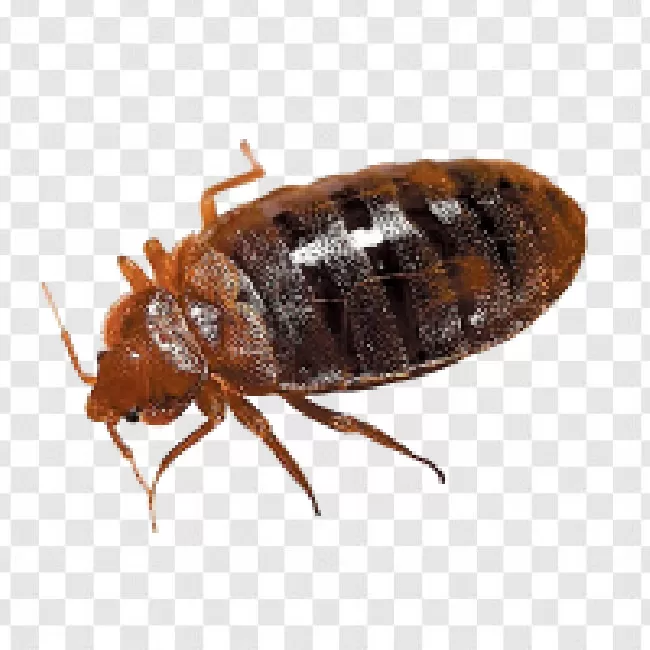 Bug, Animals, Animal, Bed Bugs, Bed Bug, Bed, Bedbug