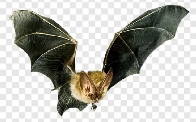 Fly, Bats Flying, Bat, Animal, Flying