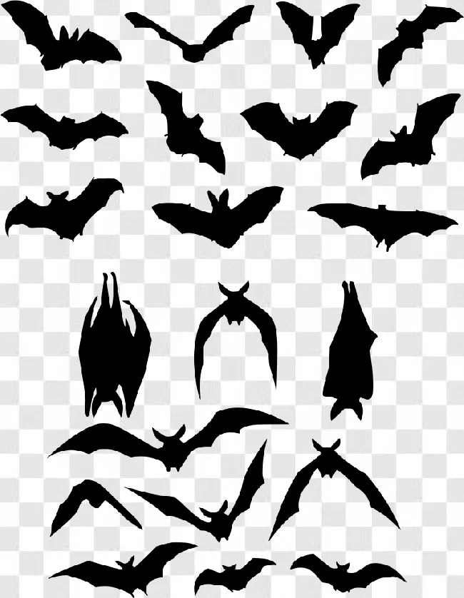 Fly, Animal, Flying, Bats Flying, Bat