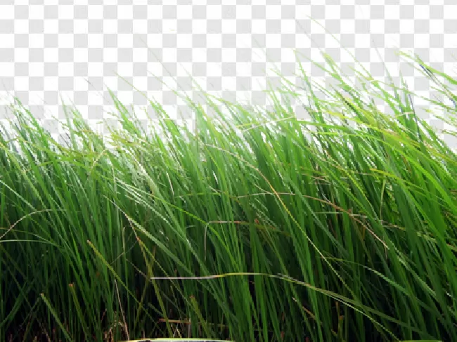 grass transparent background