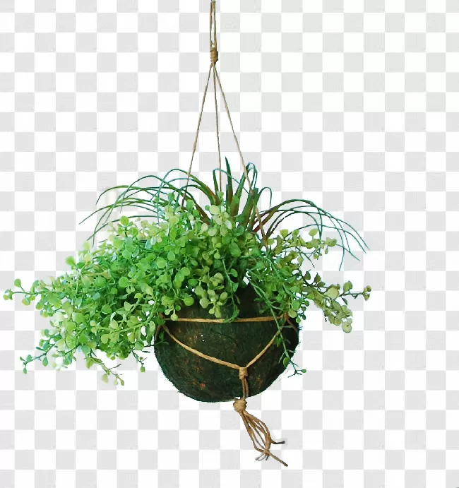 Flower Pot, Plants, Houseplant, Beauty In Nature, Flower, Plant, Hanging, Decoration, Hanging Basket
