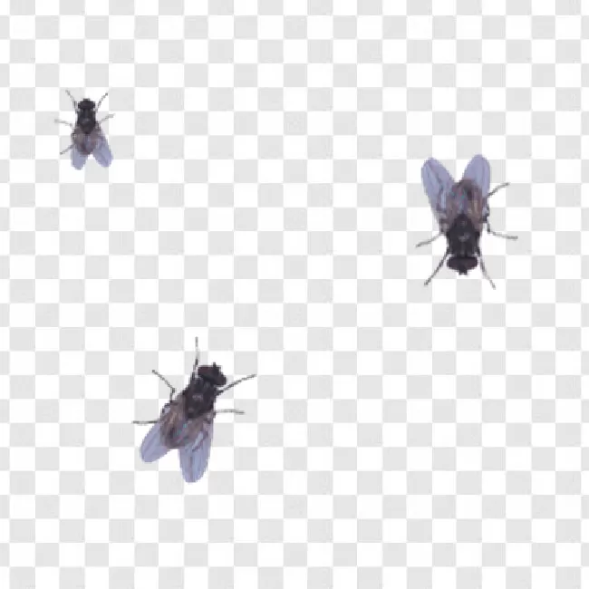 Creepy, Hairy, White, Nature, Background, Studio, Domestic, House, Isolated, Paw, Buzz, Bug, Leg, Wing, Live, Animal, Eye, Pest, Insect, Colours, Macro, Dirty, Grey, Disease, Fly