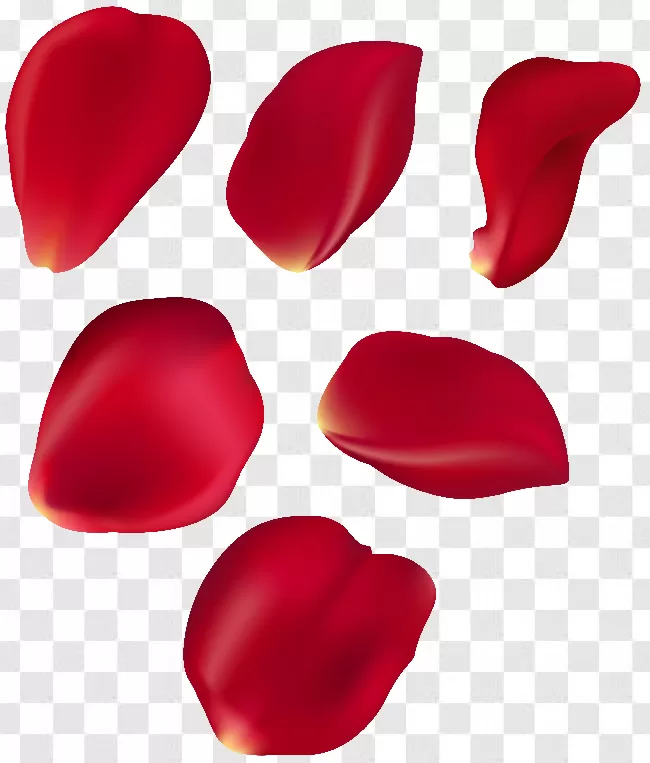 Rose Petals Png Pictures Hd, White, Valentine, Beauty, Beautiful Transparent  Background Free Download - PNGImages