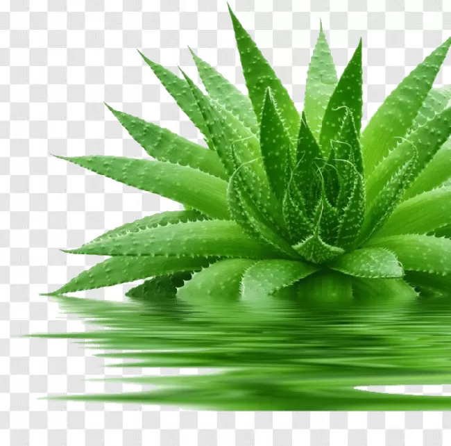 Plant, Herb, Green, Leaf, Medicine, Aloe, Nature, Cosmetic, Vera, Beauty