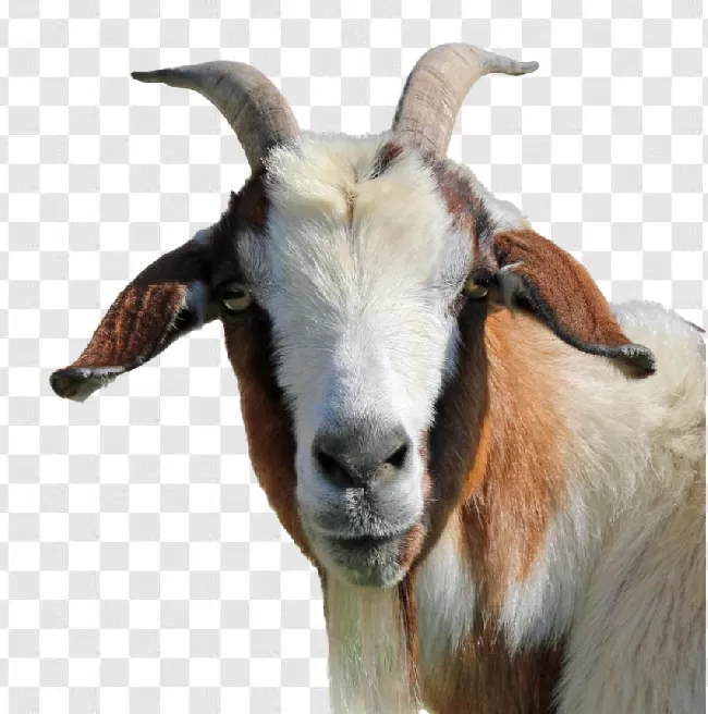 Goat Vector Png Images Free Download Transparent Background Free ...