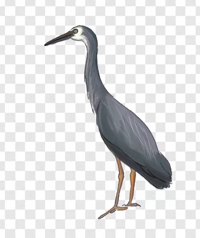 Animal, Herons, Chidiya, Bird