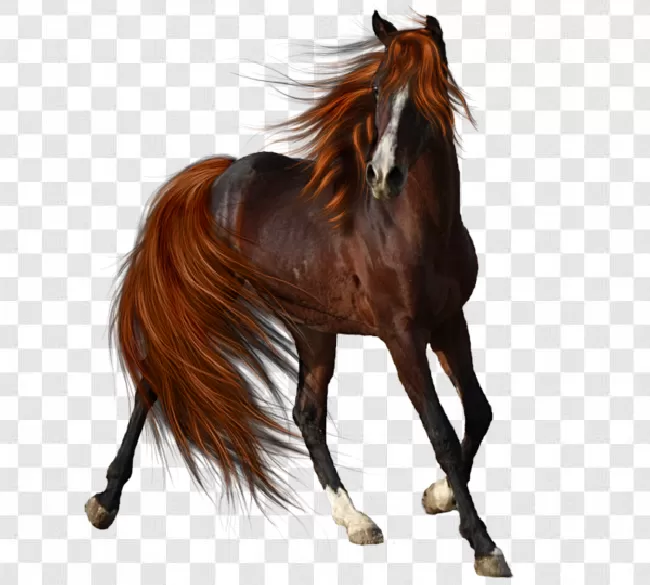 Horse Png Editing Transparent Background Free Download - PNGImages