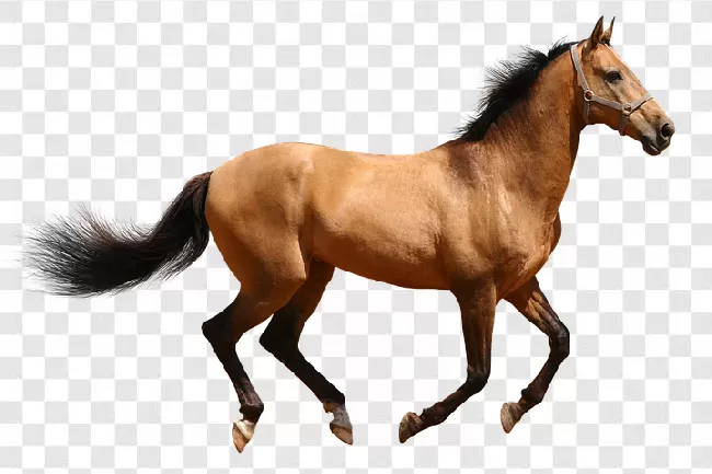 Horse Png Image Editing Transparent Background Free Download - PNGImages