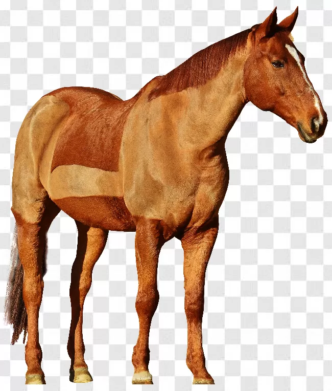 Horse Png Photo Editing Transparent Background Free Download - PNGImages