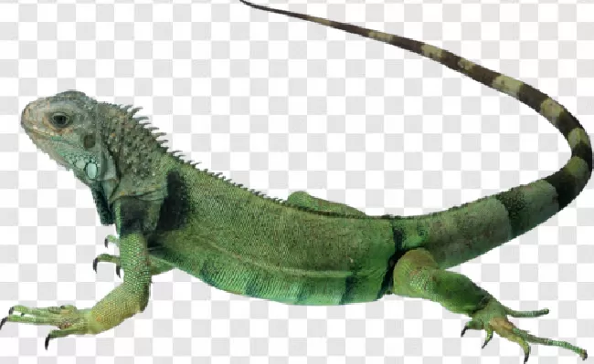 Iguana Png Transparent Background Free Download - PNG Images