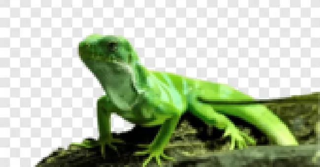 Reptile, Pet, Lizard, Dragon, Green, Vertebrate, Iguana, Animal, Wildlife, Nature