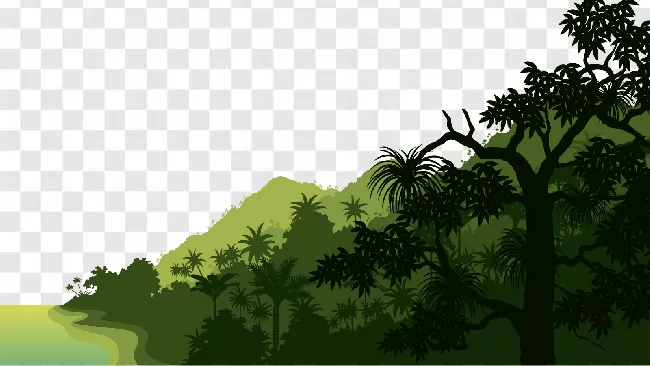 Forest, Leaf, Nature, Tropical, Palm, Jungle, Tree, Landscape, Rainforest, Green