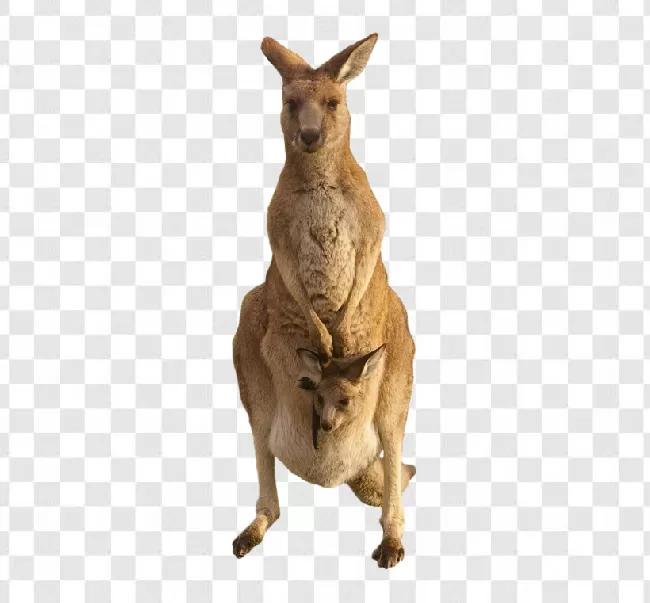 kangaroo logo png